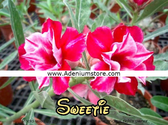 (image for) New Adenium \'Sweetie\' 5 Seeds